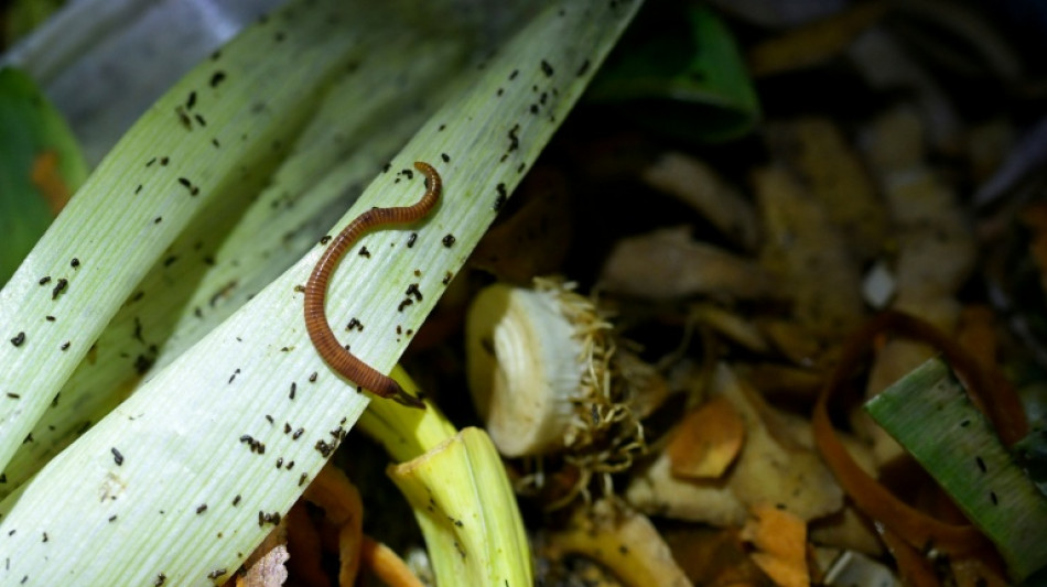  Urteil aus Hessen: Gartenbesitzerin muss Tonne f&uuml;r Bioabf&auml;lle benutzen 