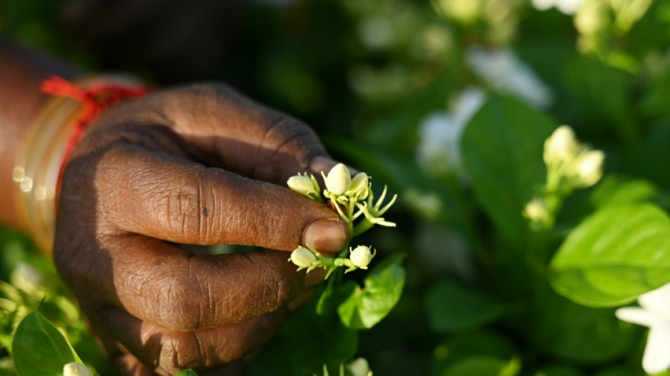 Le jasmin de Madurai, discret ingr&eacute;dient des parfumeurs du monde entier