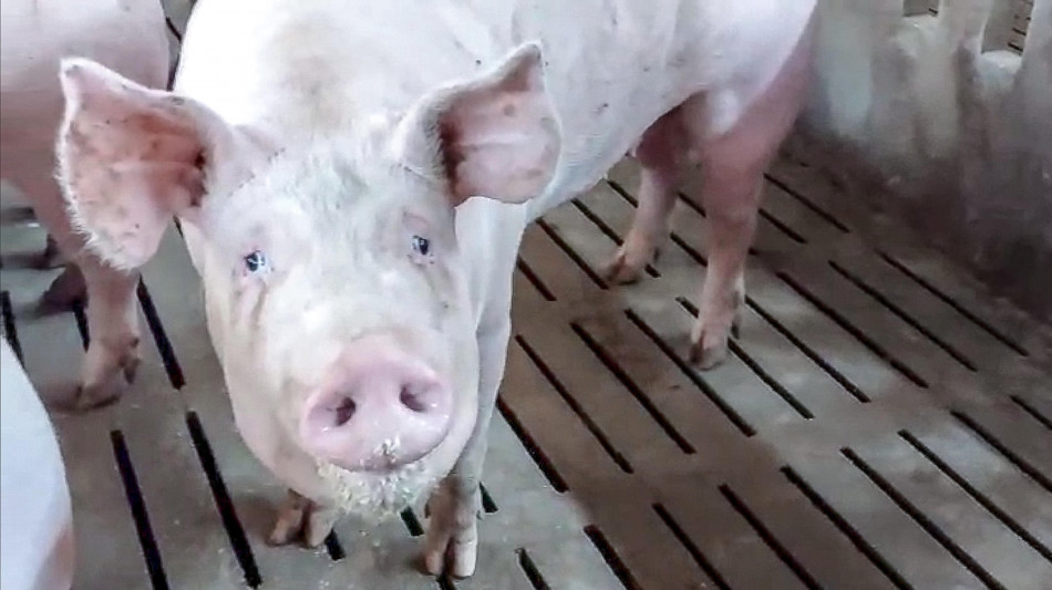  Funziona l'esofago coltivato in laboratorio, il test nei maiali 