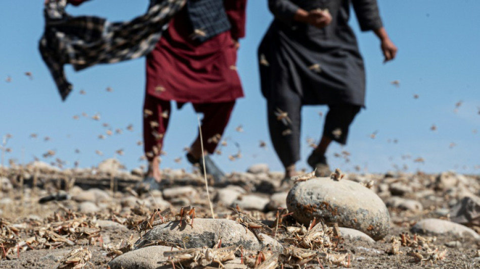 Los agricultores en Afganist&aacute;n sufren una plaga de langostas que arrasa sus cultivos