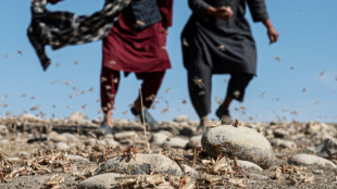 Los agricultores en Afganist&aacute;n sufren una plaga de langostas que arrasa sus cultivos