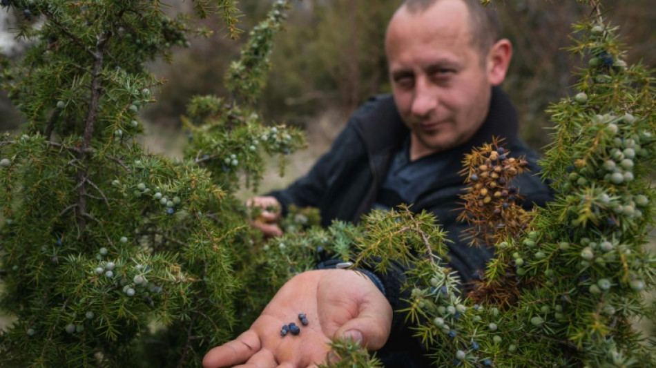  Le gen&eacute;vrier sauvage, secret des Balkans pour garder le go&ucirc;t du gin intact 