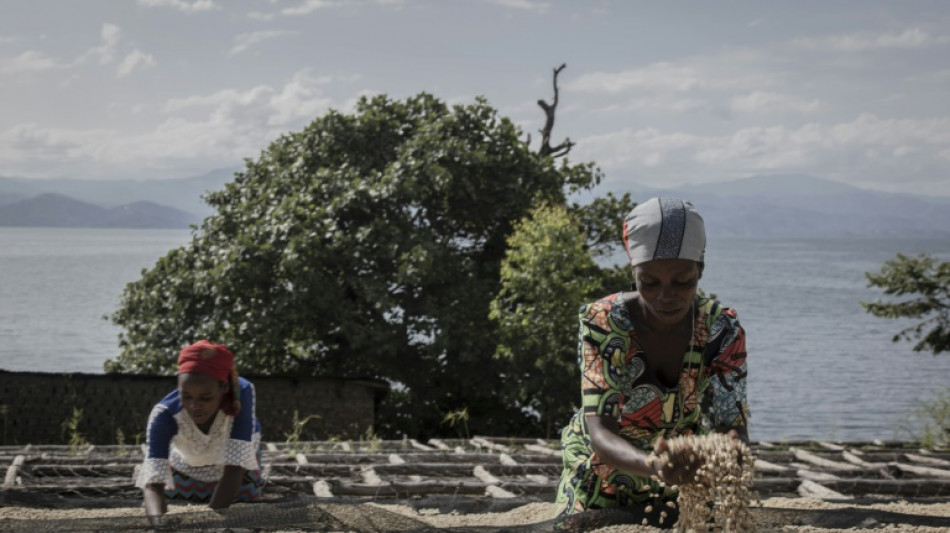 RD Congo: sur l'&icirc;le d'Idjwi, l'arabica du Kivu au f&eacute;minin