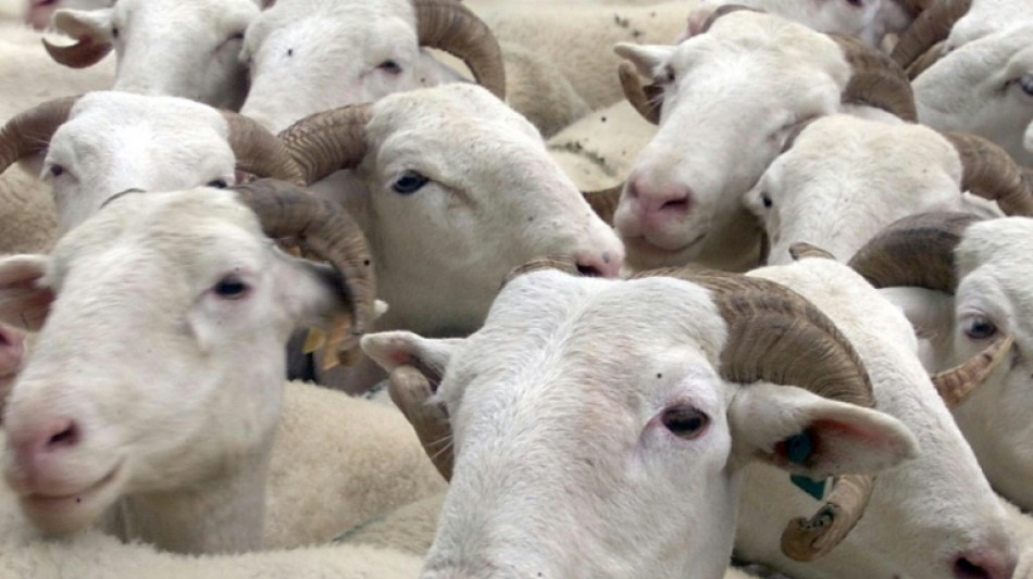 L'Etat pr&eacute;pare de nouveaux arr&ecirc;t&eacute;s d'effarouchement de l'ours