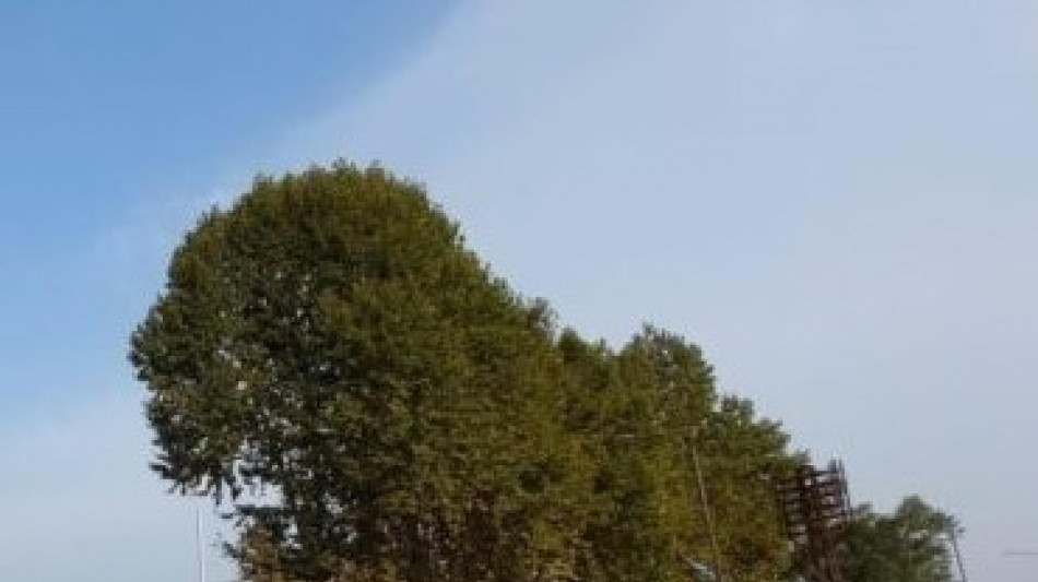 Le luci in citt&agrave; allungano la stagione di crescita delle piante