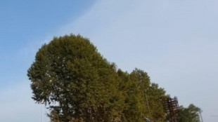 Le luci in citt&agrave; allungano la stagione di crescita delle piante