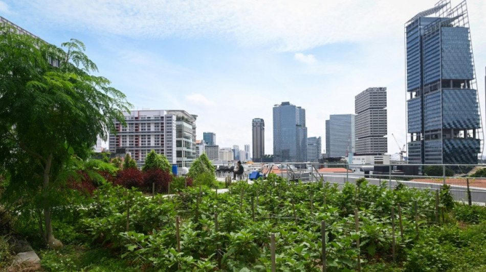 Les toits v&eacute;g&eacute;talis&eacute;s: une solution pour r&eacute;guler les eaux de pluie