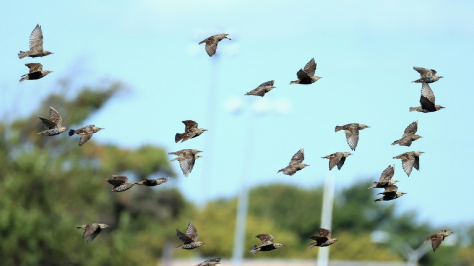 Vogelschwarm verursacht Unfall im Allg&auml;u