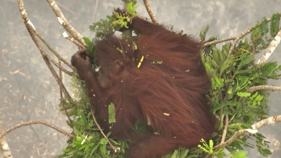  Indonesia releases eight orangutans rescued from fires to protected forest 