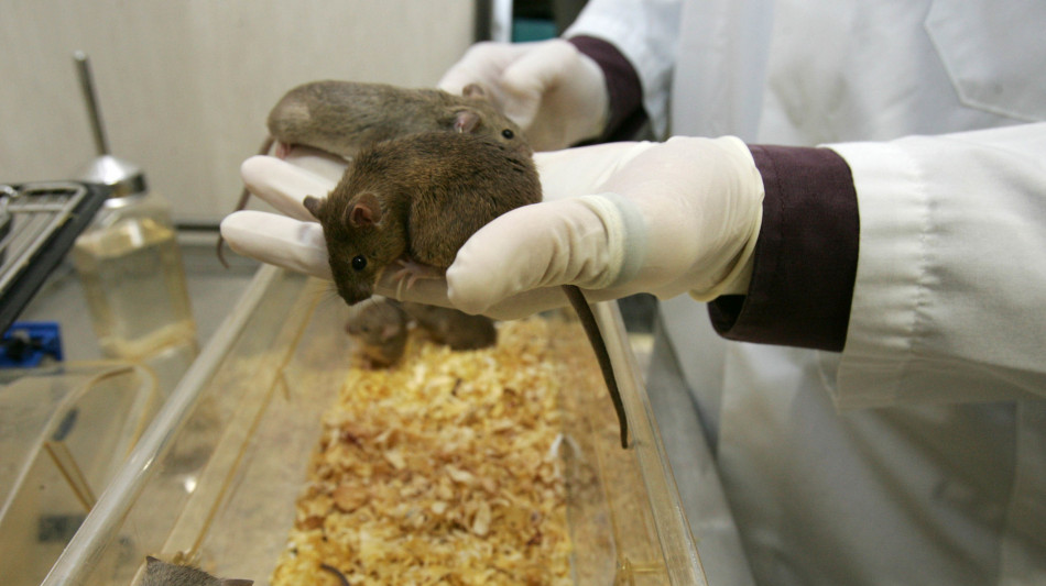  Un solo regista molecolare per orologio biologico, energia e temperatura 