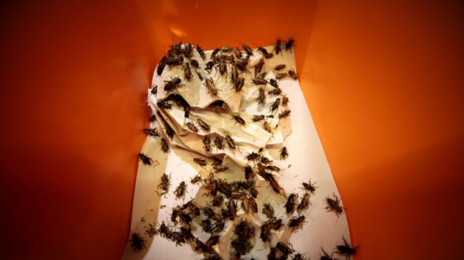 Una invasi&oacute;n de grillos abruma a una ciudad de EEUU