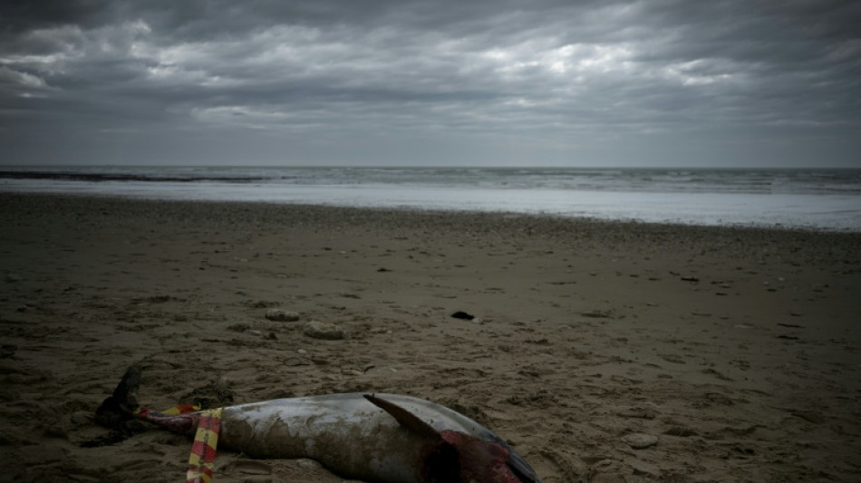  Golfe de Gascogne: chute de la long&eacute;vit&eacute; des dauphins femelles, la survie de l'esp&egrave;ce menac&eacute;e  