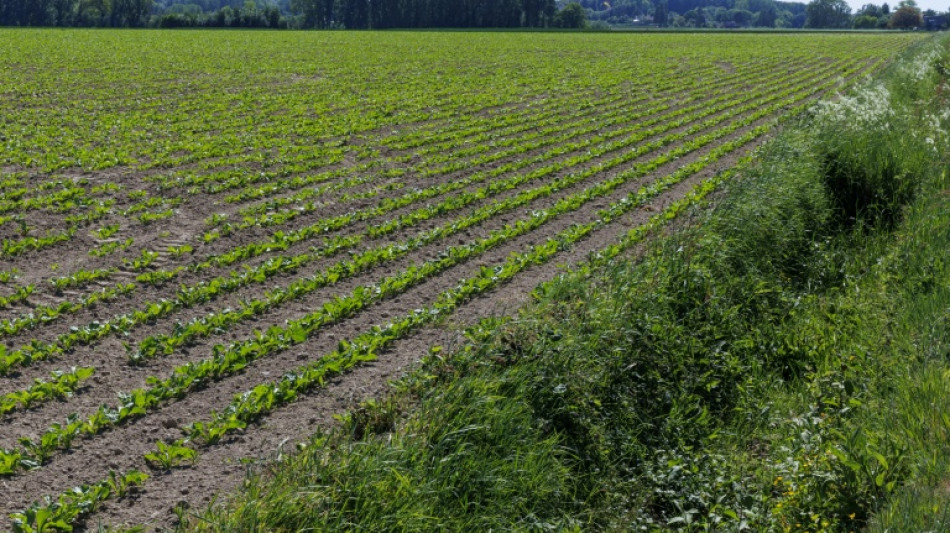 Gute Zuckerr&uuml;benernte: Fast zehn Prozent mehr Zucker in Deutschland produziert 