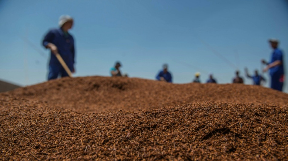  South Africa's rooibos heads to space 