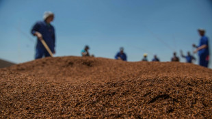 South Africa's rooibos heads to space