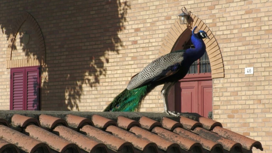  Wild peacocks bring delight, despair to Italian village 