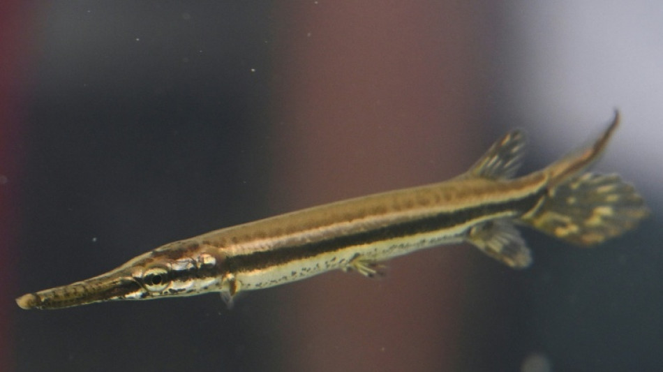  Le Guatemala cherche &agrave; assurer la survie d'un poisson "fossile" 