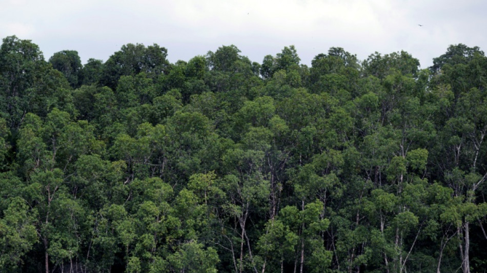  Br&eacute;sil : la d&eacute;forestation en Amazonie au plus bas depuis pr&egrave;s de 40 ans 