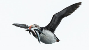 EU wins post-Brexit fishing row with Britain