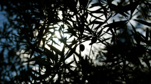 OMC autoriza UE a impor sanções aos EUA por azeitonas espanholas