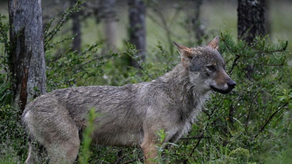  France loosens rules on allowing farmers to shoot wolves 