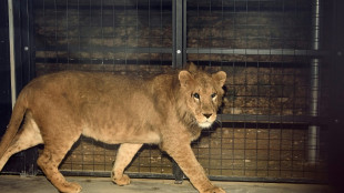 Six lions fuyant la guerre en Ukraine refugi&eacute;s en Espagne et en Belgique