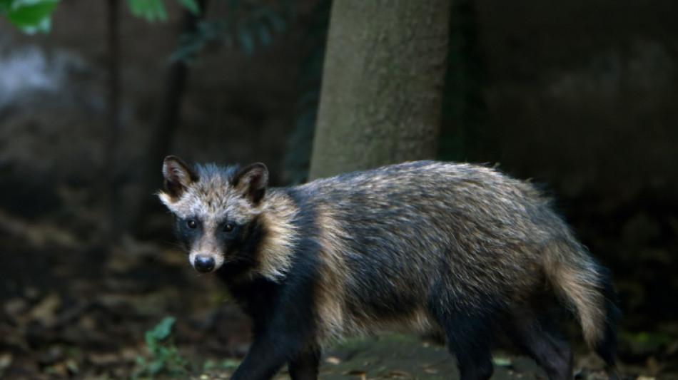 Raccoon dog data sparks new debate about Covid origins