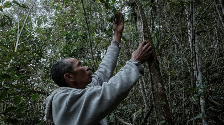  A Madagascar, un poivre sauvage &agrave; sauver dans les for&ecirc;ts grignot&eacute;es 