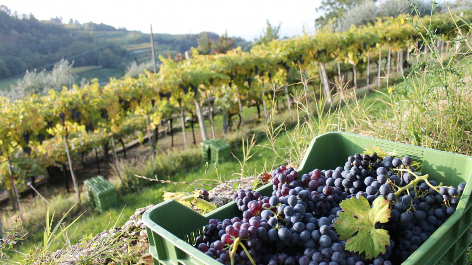  In Veneto vendemmia anticipata di 10 giorni e buona qualit&agrave; delle uve 