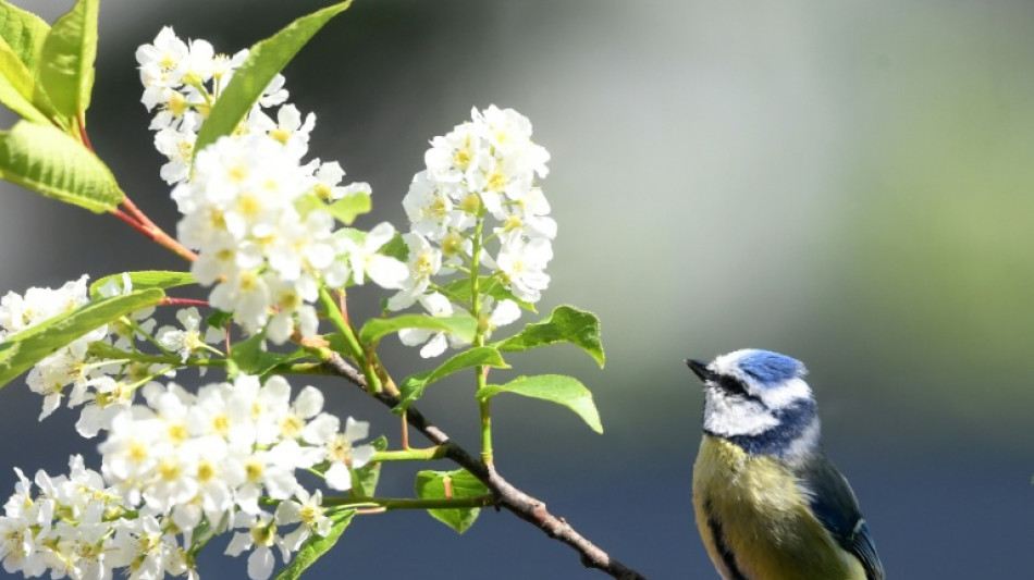  Amsel, Fink und Co.: Ab Freitag wieder Gartenv&ouml;gel z&auml;hlen 