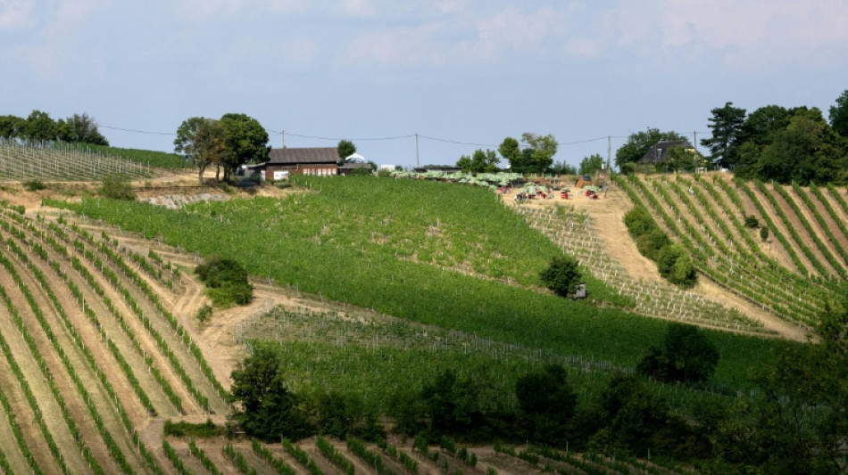  Vienna's venerable vineyard taverns forced to move with the times 