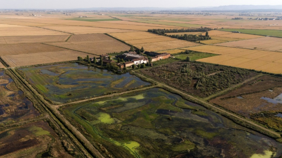  Italian rice farmer beats heat with biodiversity haven 