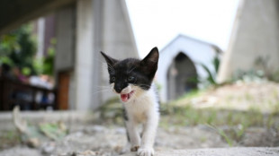 Venezuelans search for animal companions lost in the quakes