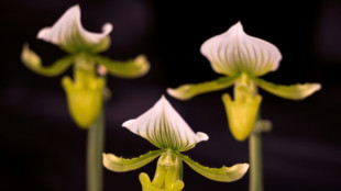 Un programa de conservación en Inglaterra permitió salvar a 150 especies animales y vegetales amenazadas