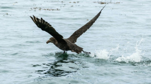 Premier cas de grippe aviaire H5 d&eacute;tect&eacute; en Australie