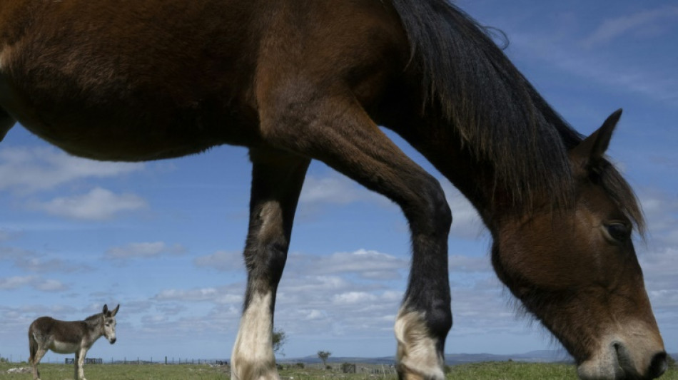  Ausgeb&uuml;xte Pferde fressen sich in Niedersachsen durch Maisfeld 