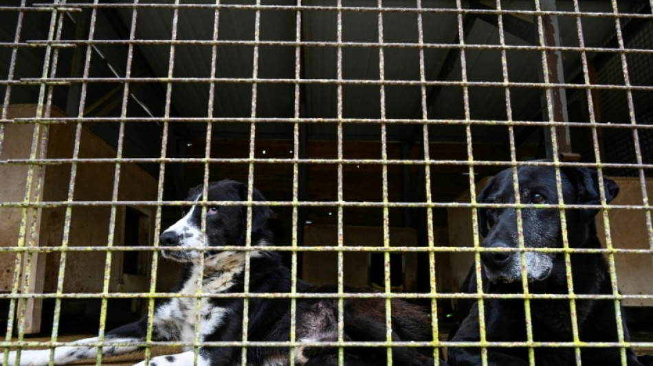  Tierschutzm&auml;ngel auf Gnadenhof: Gericht best&auml;tigt Abbau von Tierbestand 