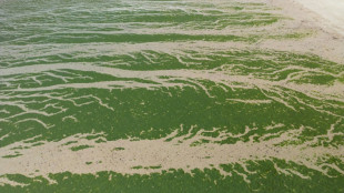 La justice fait le lien entre les algues vertes et le décès d'un joggeur et condamne l'Etat