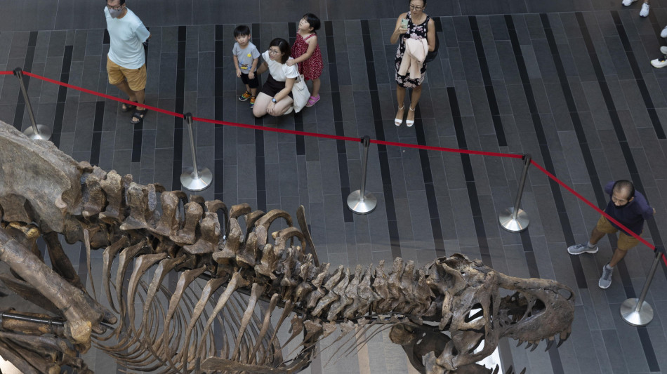  All'asta uno dei T-rex pi&ugrave; grandi al mondo, valutato 30 milioni di dollari 