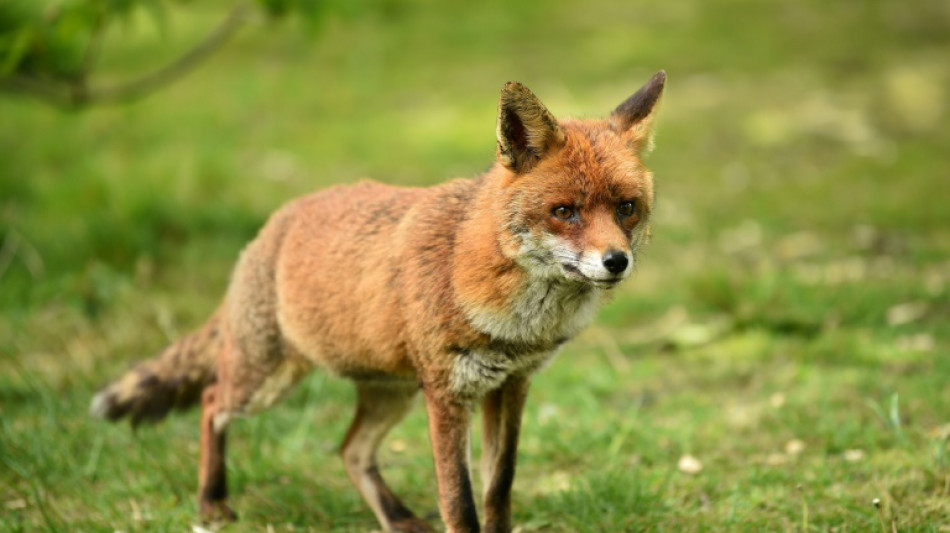 Autofahrer weicht in Berlin Fuchs aus - Wagen &uuml;berschl&auml;gt sich