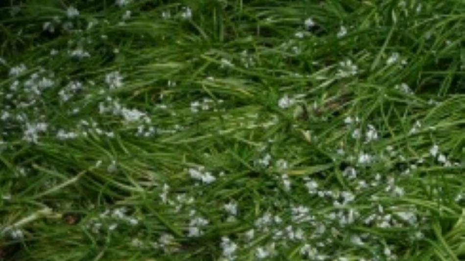 Giftige Doppelg&auml;nger: Experten warnen vor Verwechslung von B&auml;rlauch