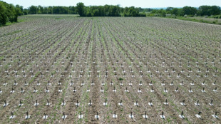 Sur un site pollué près de Paris, la naissance d'une forêt d'un million d'arbres