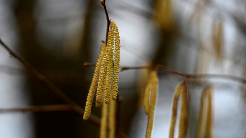  W&auml;rmeres Wetter l&auml;sst Pollen fliegen: Allergiesaison in Deutschland startet durch 