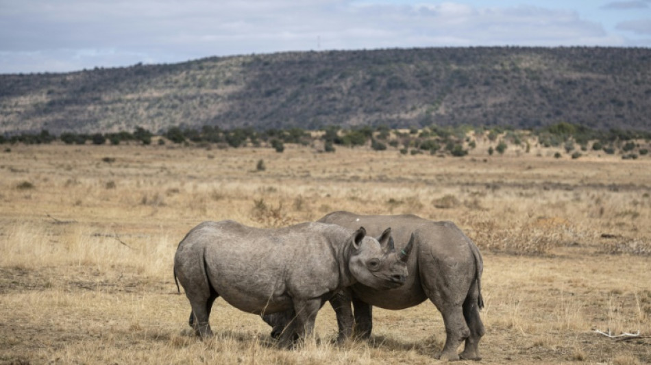  Afrique du Sud: le cerveau d'un vaste trafic de cornes de rhinoc&eacute;ros finalement condamn&eacute; &agrave; une amende 