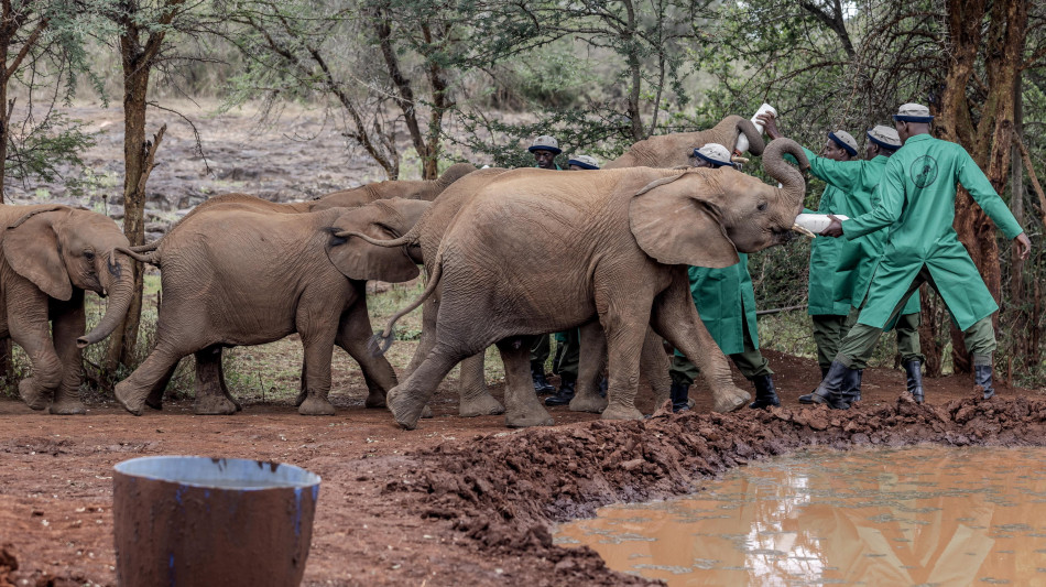Lo Zimbabwe abbatter&agrave; 200 elefanti a causa della carenza di cibo