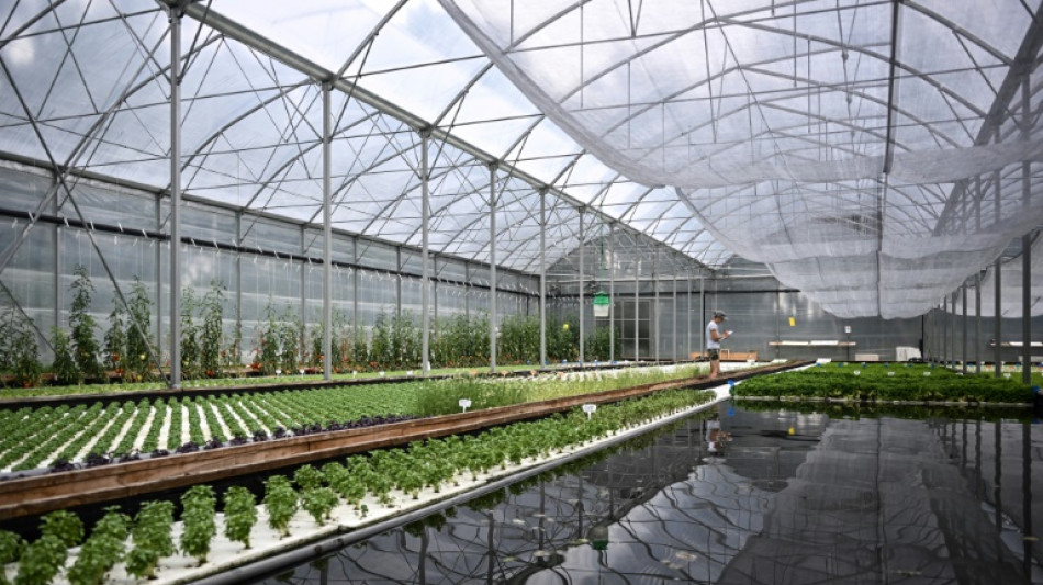 A Bordeaux, l'aquaponie veut passer &agrave; l'&eacute;chelle sup&eacute;rieure