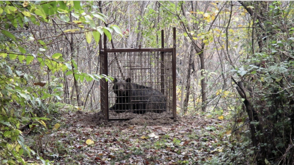  Allarme orsi in Giappone: predatori attratti dai frutti, non dalla fame 