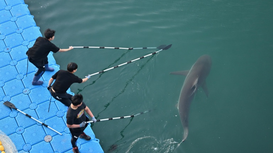  Le requin devenu c&eacute;l&egrave;bre en Cor&eacute;e du Sud est revenu l&agrave; o&ugrave; il &eacute;tait coinc&eacute; 