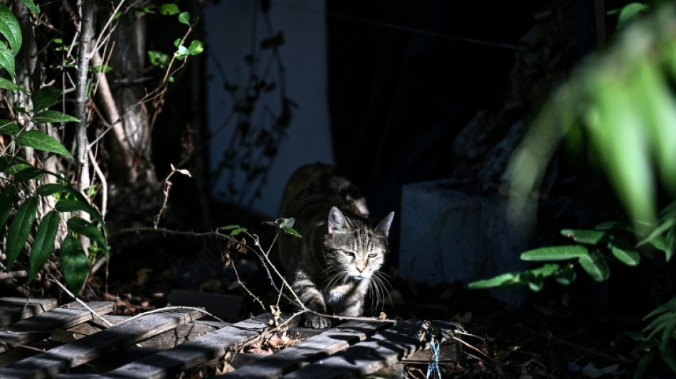  St&eacute;riliser les chats, mesure cl&eacute; pour lutter contre les abandons 