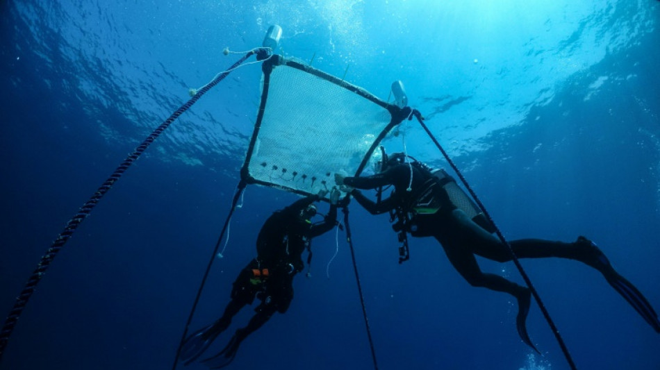 Chipre instala el primer vivero flotante de coral del Mediterr&aacute;neo